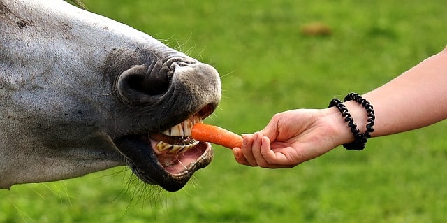La alimentación del caballo