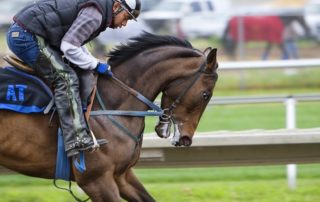Requerimientos nutricionales del caballo de competición