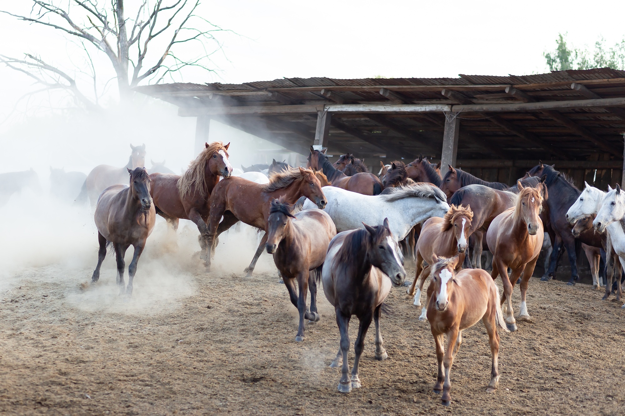 Alimentos para caballos de competición