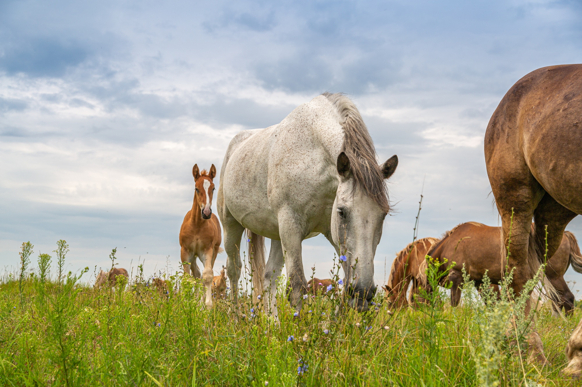 Alimentos para caballos de competición